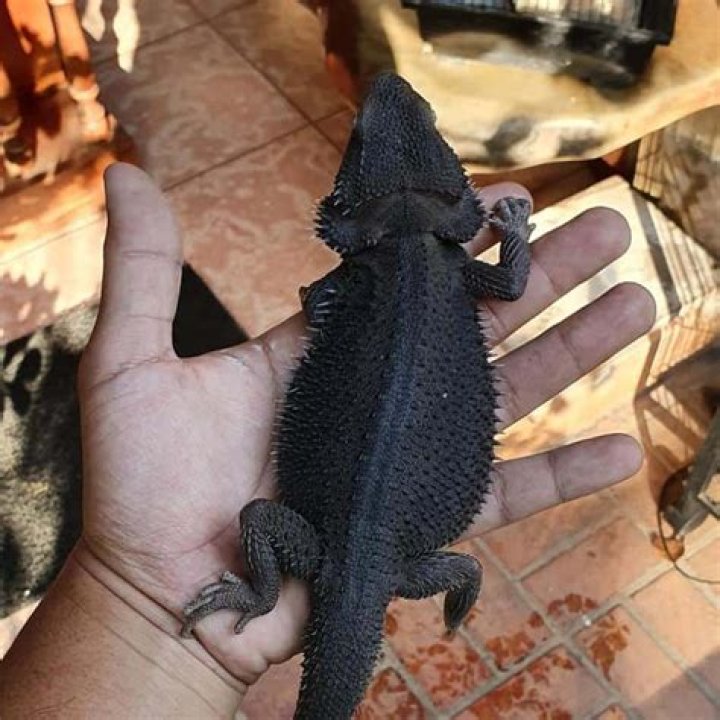 How rare are black bearded dragons?