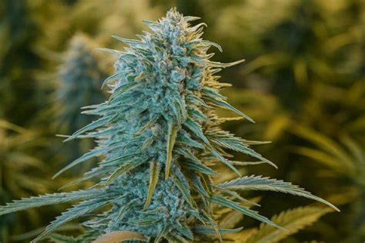 How tall does Blue Dream grow outdoors?