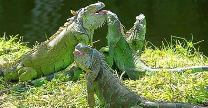 Is a green iguanas a carnivores?