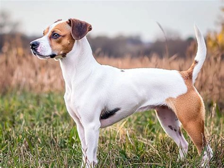 Is a Jack Russell Terrier a good house dog?