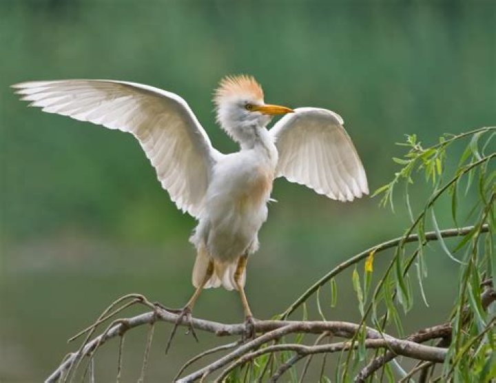 Is ibis an egret?