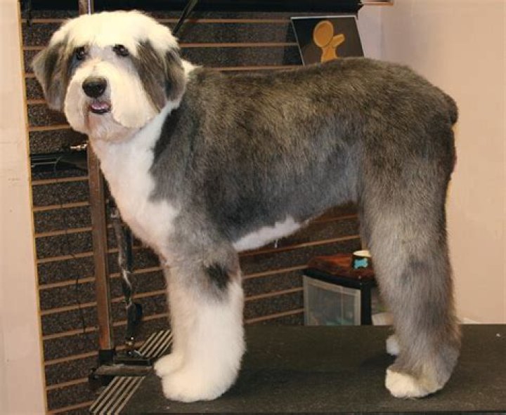 Is it OK to shave an Old English Sheepdog?