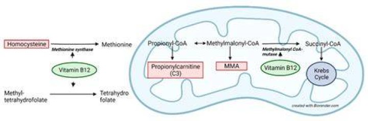 Is MMA elevated in folate deficiency?