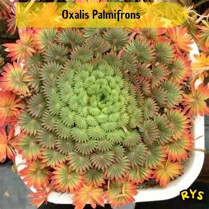 Is oxalis plant rare?