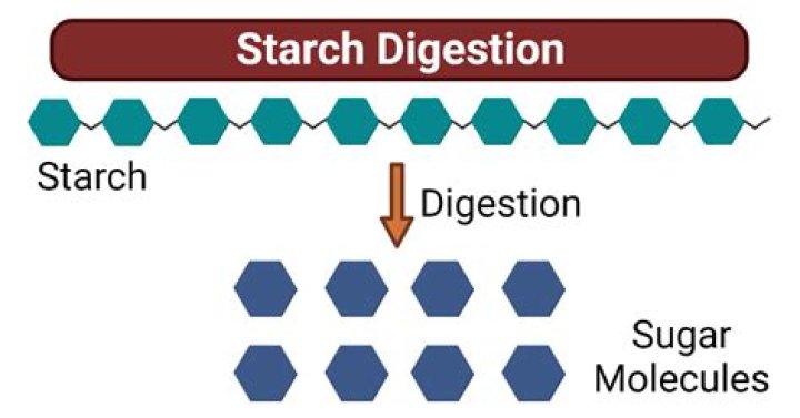 Is starch stored in muscles?
