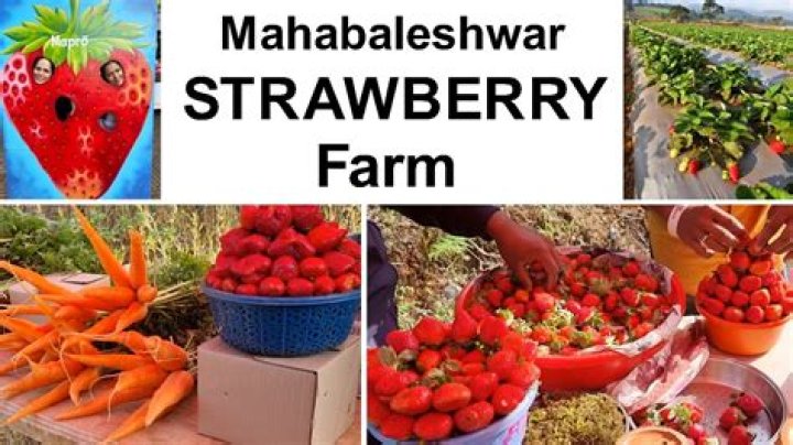 Is strawberry available in Mahabaleshwar now?