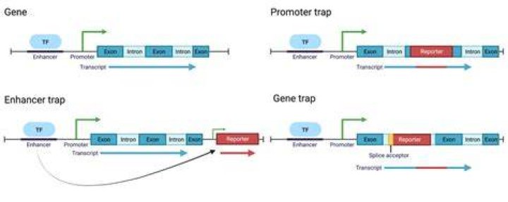 Is the enhancer part of the promoter?