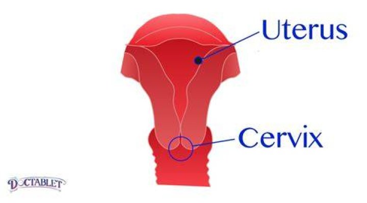 Is uterus same as cervix?