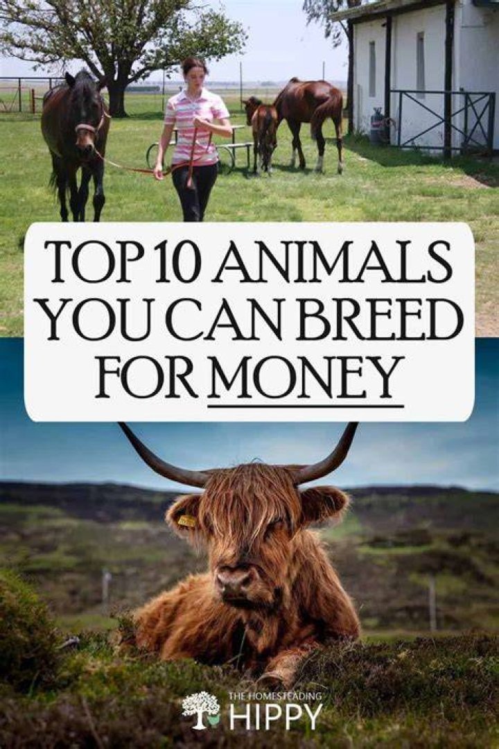 What Animals Can you breed to make money?
