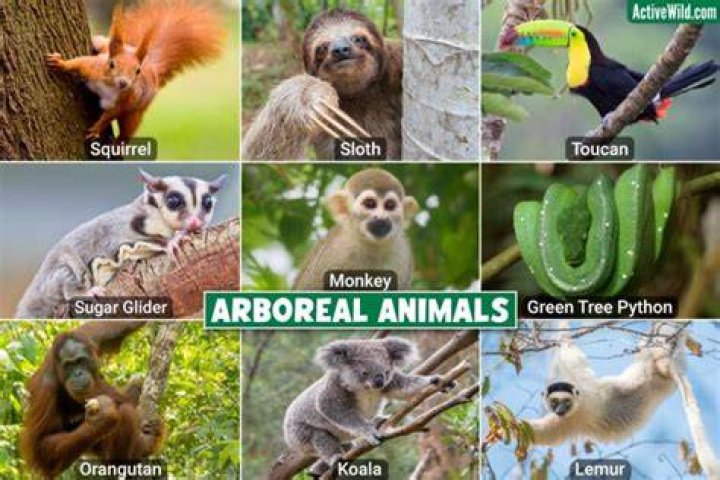 What animals live in arboreal?