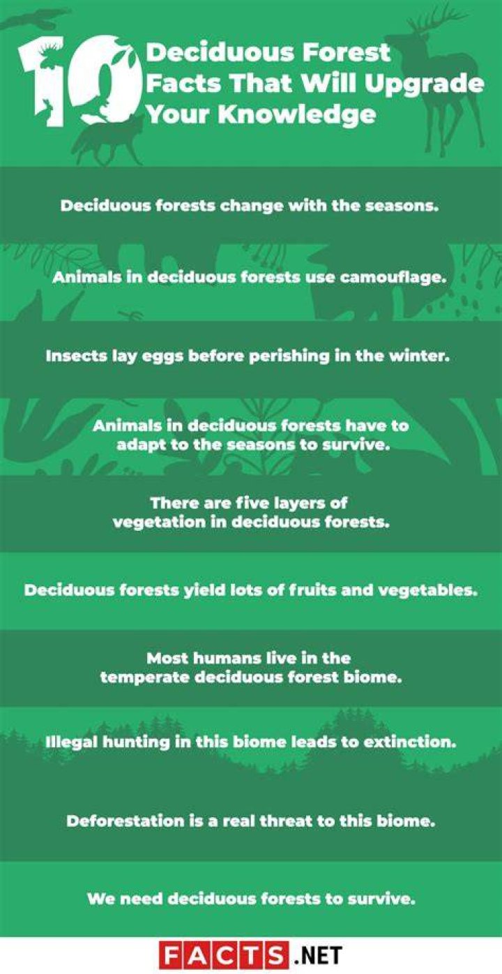 What are some fun facts about the deciduous forest?