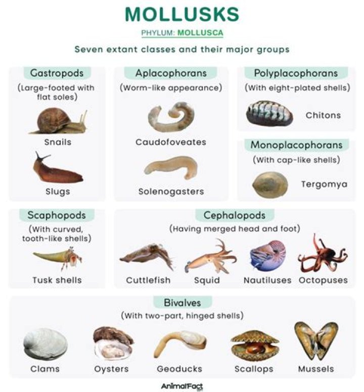 What are some physical characteristics of mollusks?