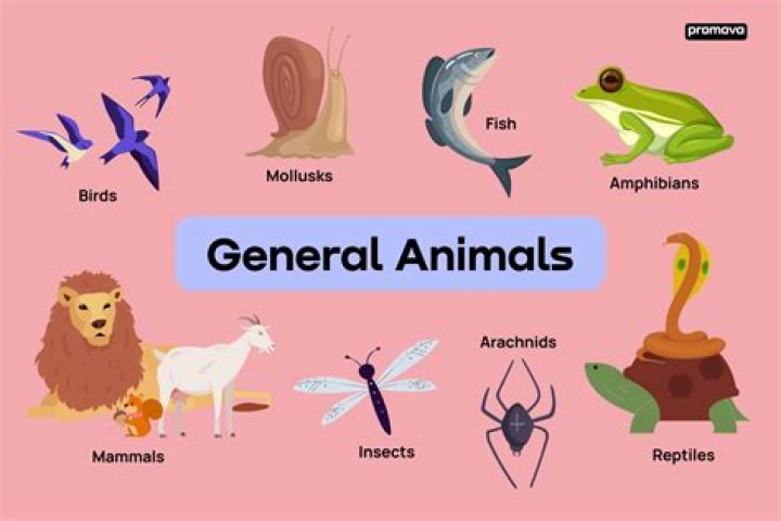 What are the 4 types of species concepts?