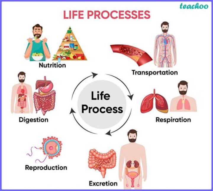 What are the 6 processes of life?