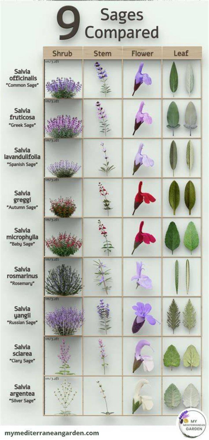 What are the different versions of Sage?