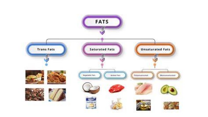What are the major types of fat?