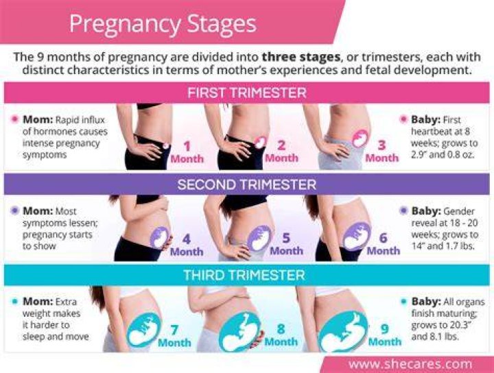 What are the months for each stage of pregnancy?
