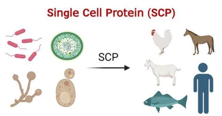 What are the origins and use of single cell protein?