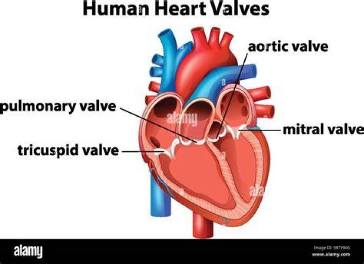 What are the valve in the heart?