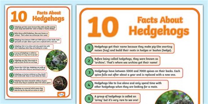 What are three interesting facts about hedgehogs?