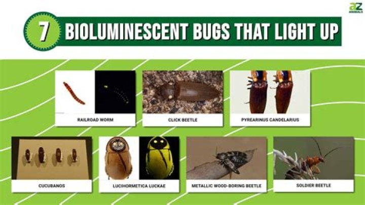 What bugs are fluorescent green?