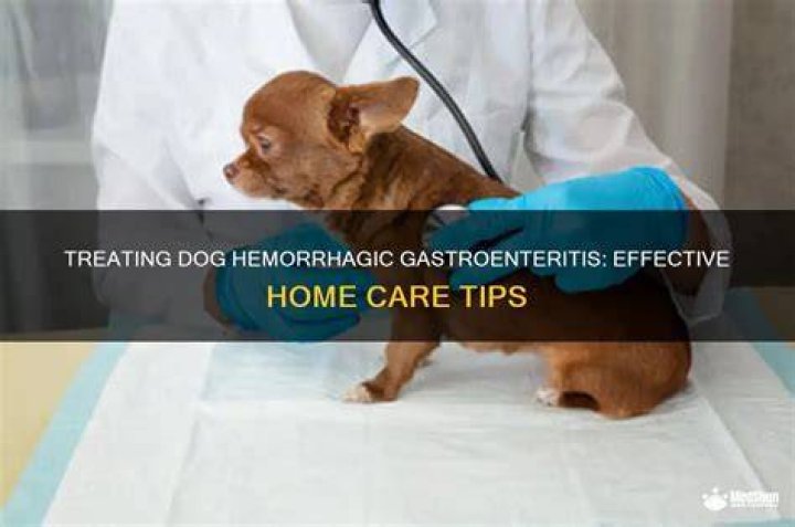 What can I feed my dog with hemorrhagic gastroenteritis?
