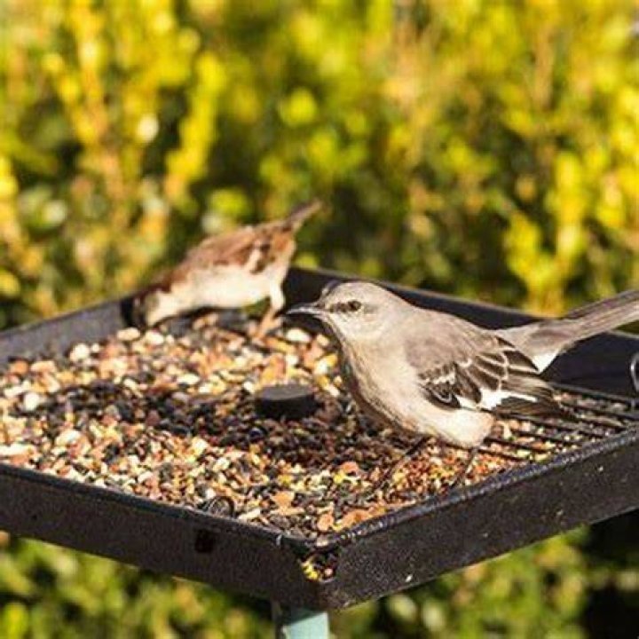 What can I put outside for birds to eat?