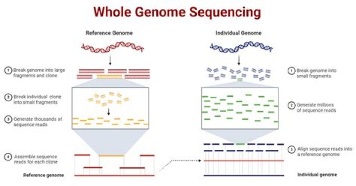 What can whole genome sequencing reveal?