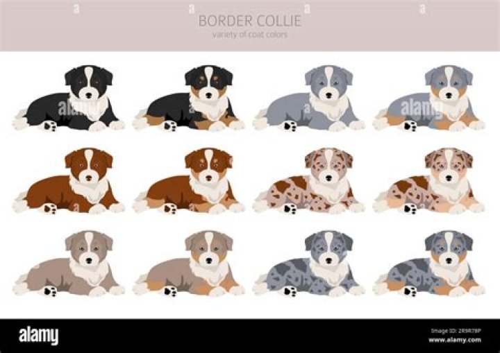What determines puppy color?