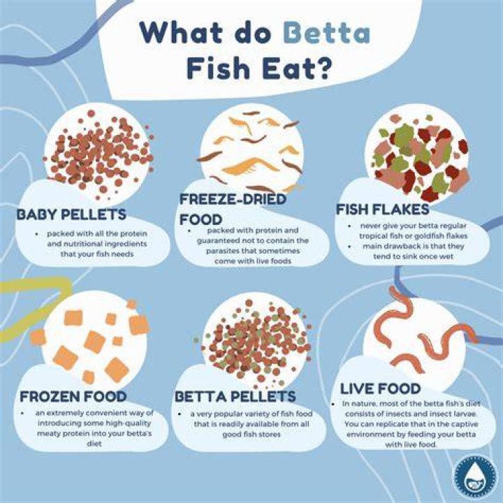 What do you feed betta fry first?