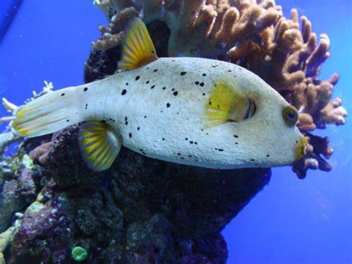 What does a dog face puffer eat?