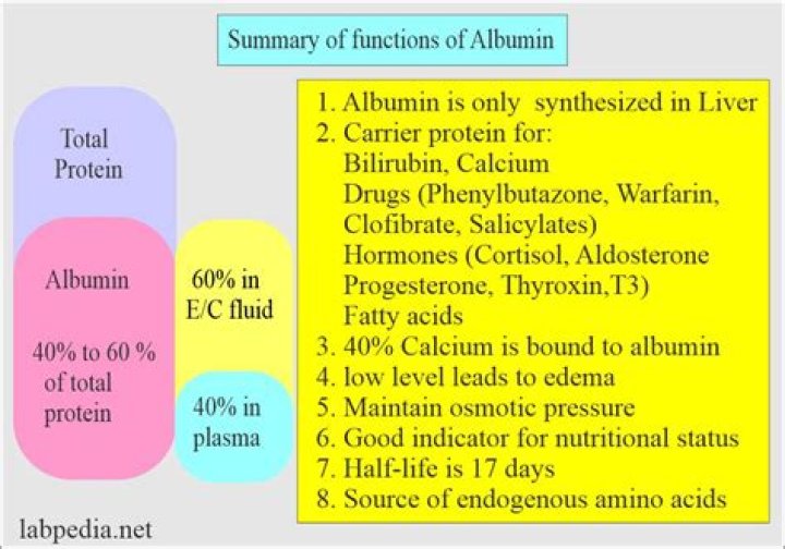 What does high albumin levels in blood mean?