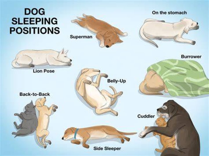 What does it mean when your dog wakes you up?