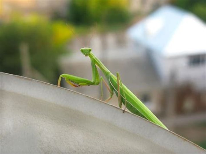 What does the word viridis mean?