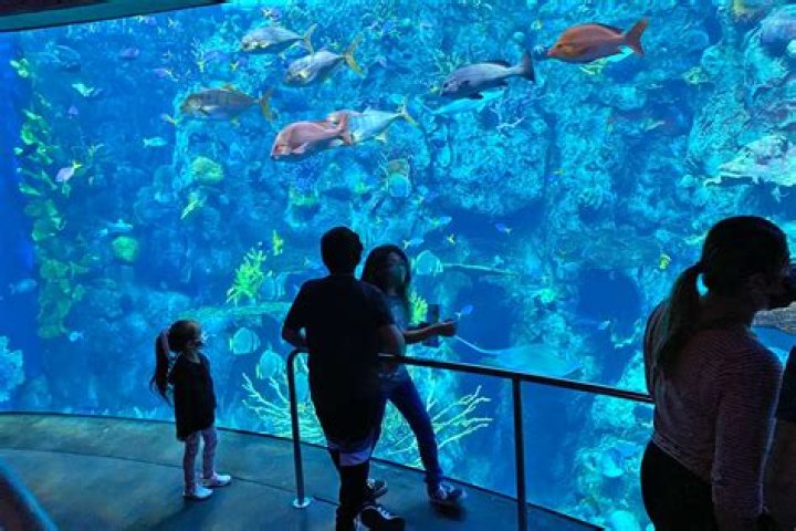What fish are in the Aquarium of the Pacific?