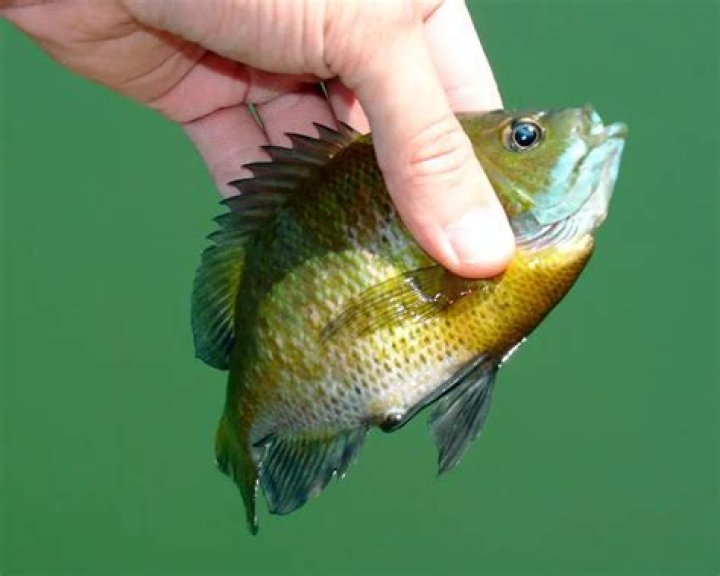 What fish can you catch with chicken liver?