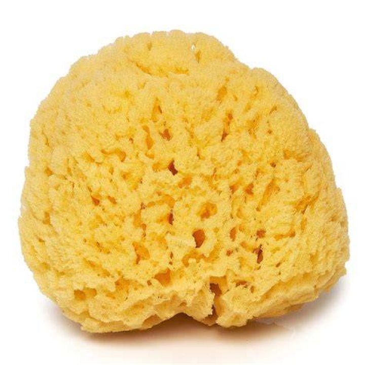 What is a yellow sea sponge?