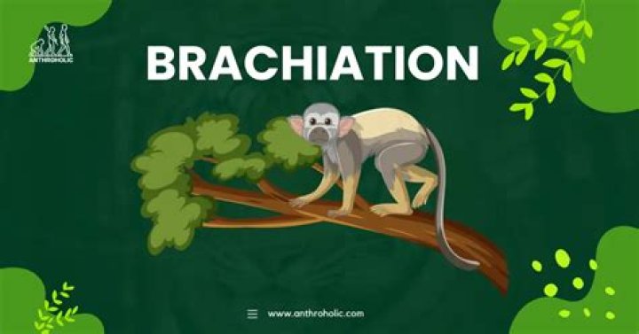What is brachiation anthropology?