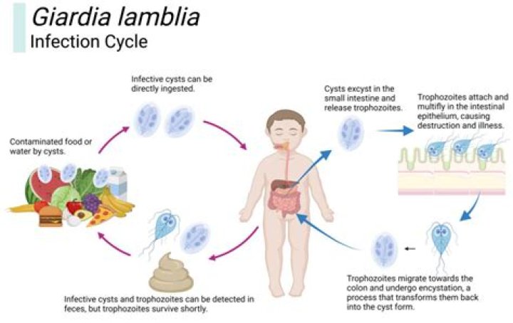 What is Giardia lamblia AG?