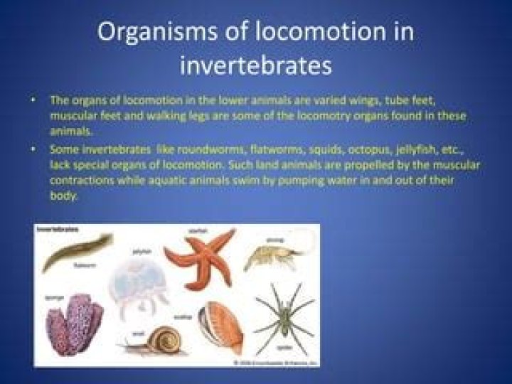 What is locomotion in invertebrates?
