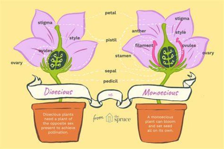 What is monoecious plant give example?