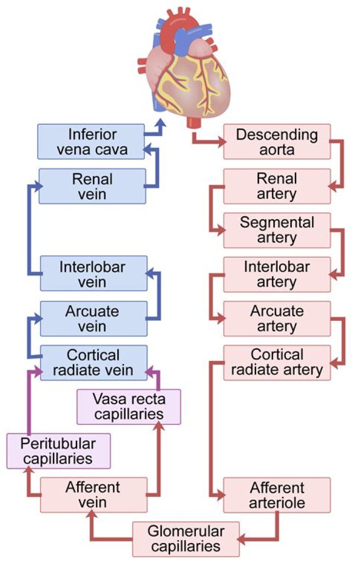 What is normal renal blood flow?