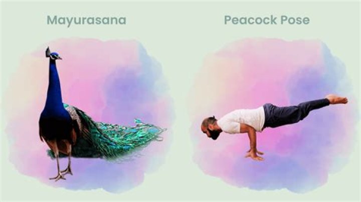 What is peacock pose called in Sanskrit?