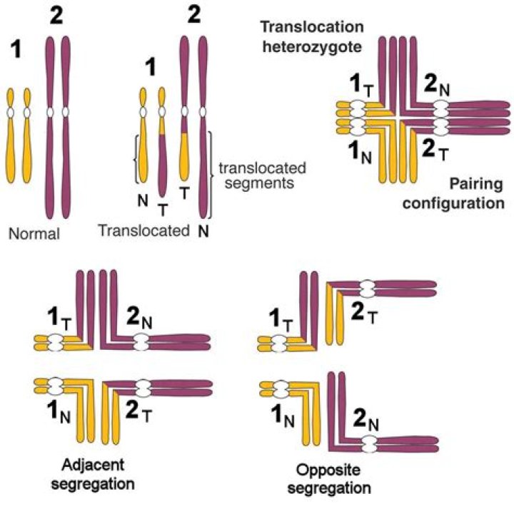 What is permanent translocation heterozygosity?