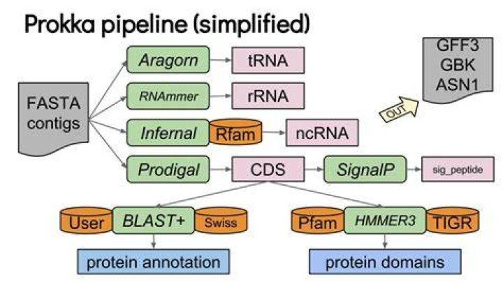 What is Prokka annotation?
