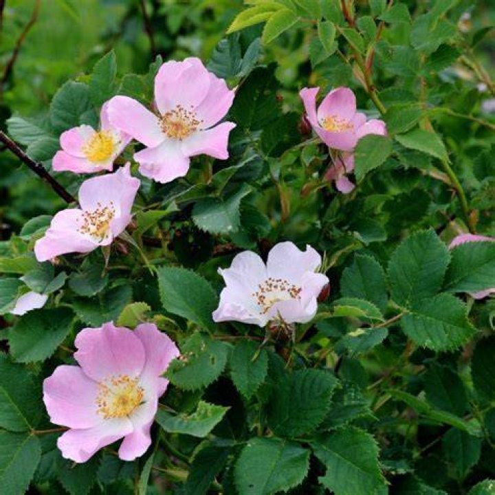 What is Rosa Canina good for?