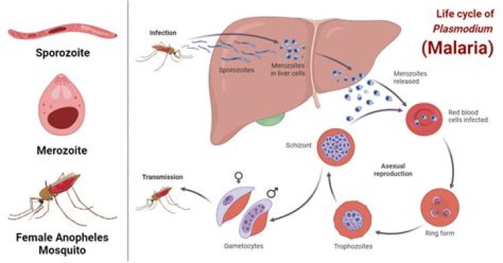 What is sequestration in malaria parasite?