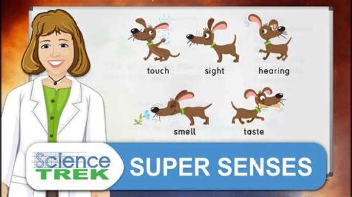 What is super sense animal?