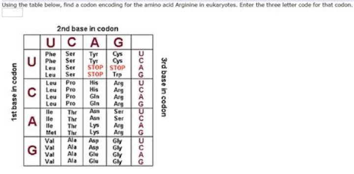 What is the codon for arginine?