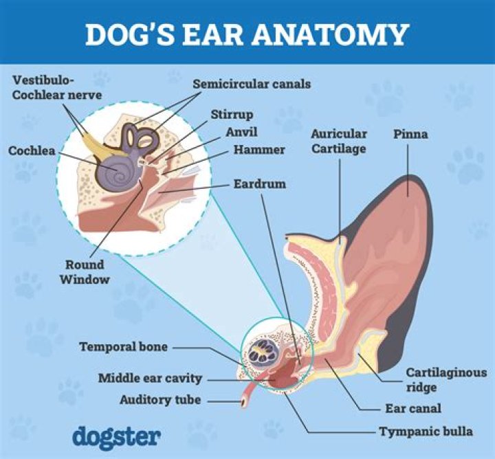 What is the growth on my dogs ear?